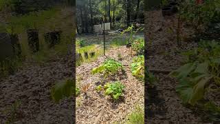 Seeding for Winter Veggies in July.