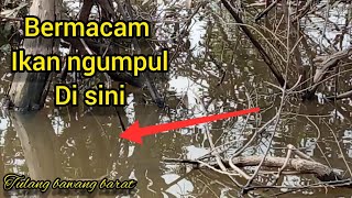 jangan di remehkan spot ini... semua jenis ikan tawar ngumpul di sini