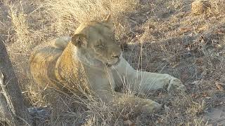 when you love something so much you just can't take your eyes off them lion spotted South Africa