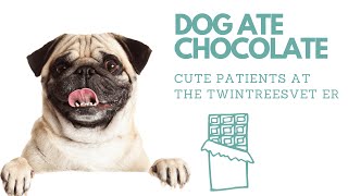 Help! My Dog Ate Chocolate! ︱Cute Patients from Twin Trees Vet ER