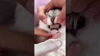 How to brush a cat's teeth