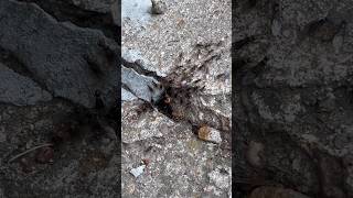 Нашествие🐜🐜🐜Лезут из-под земли🤣