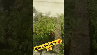 Home Grown Mint and Coriander Plant #shorts #shortsvideo #youtubeshorts #plants