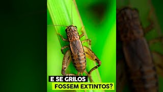 O QUE ACONTECERIA SE OS GRILOS FOSSEM EXTINTOS? #shorts #ese #insetos