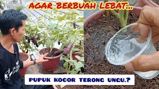 pupuk terong agar berbuah lebat‼️begini cara pemupukannya.#terong #pupuk #garden