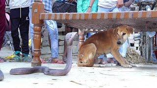 खतरनाक स्थिति, देखिए घर में जहरीला कोबरा किस प्रकार से छुपा हुआ था|| Venomous Snake Rescue 🐍 ♥️