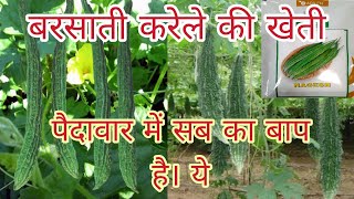 बरसाती करेले की खेती। Vitar guard pharming ।Barsati karele ki kheti। बरसात में करेले की खेती।