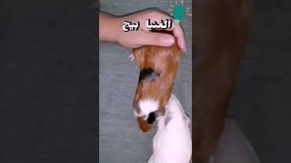 اغرب حيوان هتشوفه غنينا بيج شورت هير