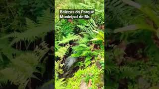 Veja algumas das belezas da natureza, no Parque Municipal de Bh