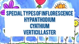 Special Types of Inflorescence || Hypanthodium, Cyathium, Verticillaster