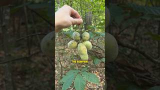 How to pollinate the largest wild fruit in North America