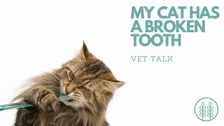 Q) My cat has a broken tooth but anesthesia scares me.│ Twin Trees Vet Talk