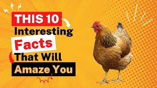 Interesting CHICKEN facts that will Amaze You