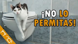 ¿Por Qué Mi Gato Me Sigue Al Baño?