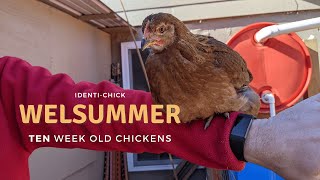 Welsummer: 10-Week-Old Chicks