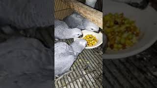 African Gray Chicks Growing