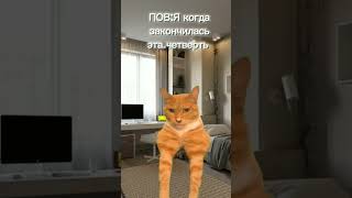 #коты #жиза #мемы #cupcut #пов #приколы Пов:когда закончилась эта четверть