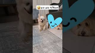 وقتی کلاست آنلاینه📱🤣🐾 #doglover #funnyvideo #dogs #amrican #bichonfrise #cotton #germany #lovedog