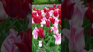 Tulip Festival Switzerland