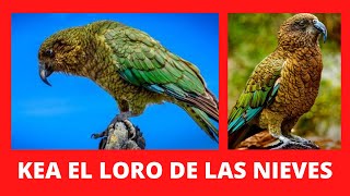 🤑KEA el MAS ASTUTO de los LOROS🤑 zelanda,habitatinteligente,precio,habitat,atacando,caracteristicas