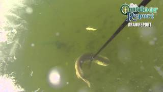 Spearing Northern Pike