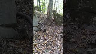 Mom and baby raccoons - Trail camera