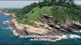 Erradicação do capim colonião na Ilha Comprida