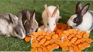 Adorable Moment: Baby Bunny Eating a Crunchy Carrot - VIDEOS PLAY