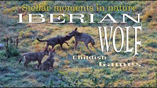 Iberian Wolf: Childish Games