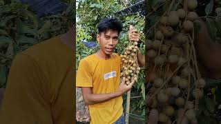 hasil budidaya kelengkeng #petikbuah #shortvideo