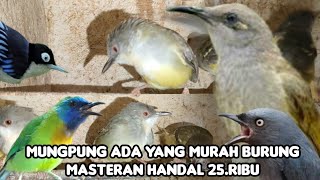 BURUNG MASTERAN BINTANG LIMA HARGA KAKI LIMA. SRIGUNTING ABU² 75.RIBU