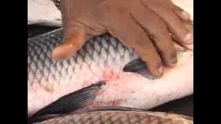 How to Buy Fish | Fresh fish | Maach Bazar | Gariahat Market | Quality fish in Kolkata | Rohu&Katla