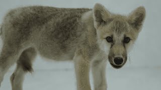 Forscher klonen weltweit ersten Polarwolf: Die Leihmutter ist ein Beagle