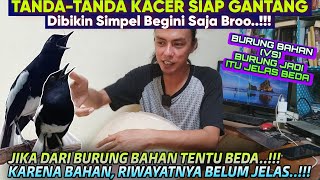 WAH ❗️ Ternyata Begini SIMPELNYA ⁉️ TANDA KACER BAHAN SIAP BELAJAR DIGANTANGAN