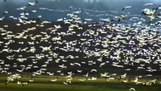 Sights and Sounds from Snow Goose Festival