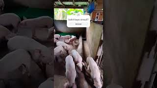 Hello mga piggy #pig #shortvideo #shorts #farming #piglet