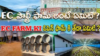 EC పౌల్ట్రీ ఫామ్ అంటే ఏమిటి?EC farm ki ఓపెన్ ఫామ్ కి తేడా ఏమిటి??