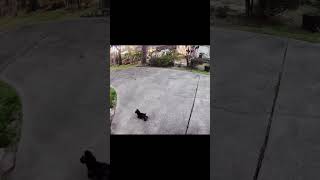 TOY POODLE CREEPY OUT OF BODY EXPERIENCE CAUGHT ON CAMERA!