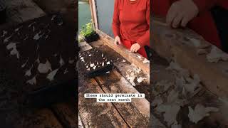 Planting Garlic In Modules #Garlic #GarlicPlanting #GarlicMedicine