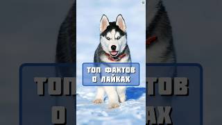 Топ фактов о собаках лайках #факты #собаки #топчик