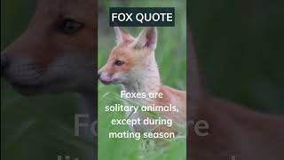 Fascinating foxes #shorts #foxes