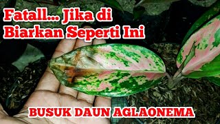 AGLAONEMA Busuk Daun jangan di Biarkan Begitu Saja