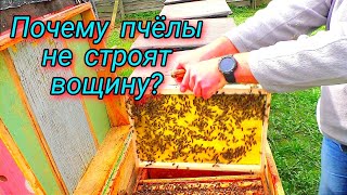 Почему пчёлы не строят вощину???