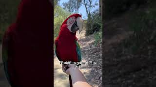 Macaw 🐦parrot Her look first time going to park #shorts #macaw #youtubeshorts