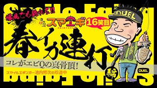 【スマイルエギング】これがエビQの真骨頂！春イカ連打編in和歌山串本（1310）