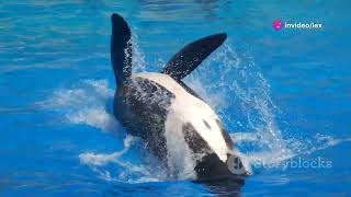 Orca Whales: The Ultimate Apex Predator