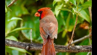 NORTHERN CARDINAL (Kaua'i)