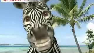 A hurt Zebra