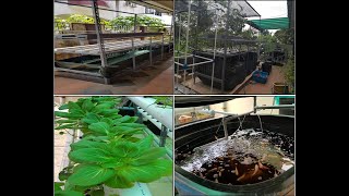 Aquaponics System | NFT method | Cara menuai sayur sawi pak choy