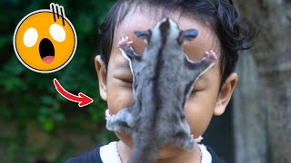 Bisa Nempel di Muka Bayi, Hewan Lucu yang Bikin Gemas Maksimal - Sugar Glider